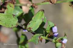 Cyanotis racemosa